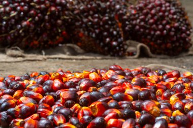 Taze hasat edilmiş Palm Fruits.