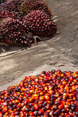 Taze hasat edilmiş Palm Fruits.