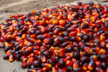 Taze hasat edilmiş Palm Fruits.