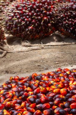 Taze hasat edilmiş Palm Fruits.
