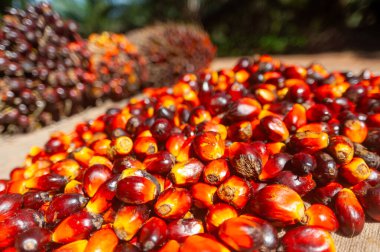 Taze hasat edilmiş Palm Fruits.