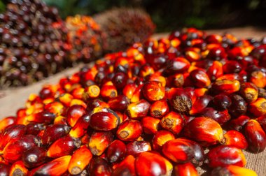 Taze hasat edilmiş Palm Fruits.