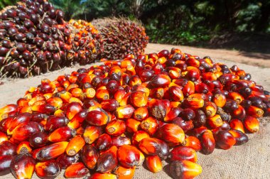 Taze hasat edilmiş Palm Fruits.