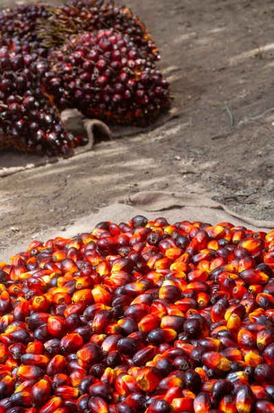 Taze hasat edilmiş Palm Fruits.