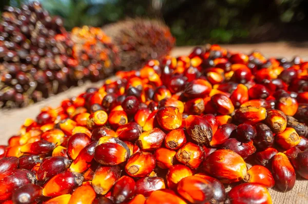 Taze hasat edilmiş Palm Fruits.