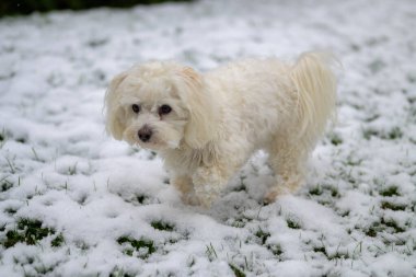 Soğuk bir kış günü, mevsimsel bir konseptle bahçede taze bir kar yağışı altında oynayan sevimli, küçük, beyaz Havan karışımı köpek yavrusu.