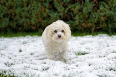 Genç Maltese haç köpeği kışın karla kaplanmış bahçede dikiliyor. Kameraya tuhaf bir şekilde bakıyor.