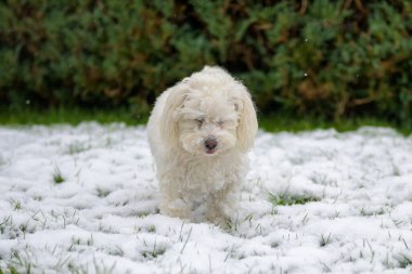 Küçük tatlı kıvırcık beyaz Malta haç köpeği çimenlikteki bir kış bahçesinde taze beyaz karda oynuyor.