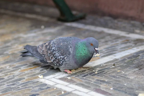 Wilde Taube Pickt Einer Alten Gepflasterten Straße Nahaufnahme Krümeln — Stockfoto