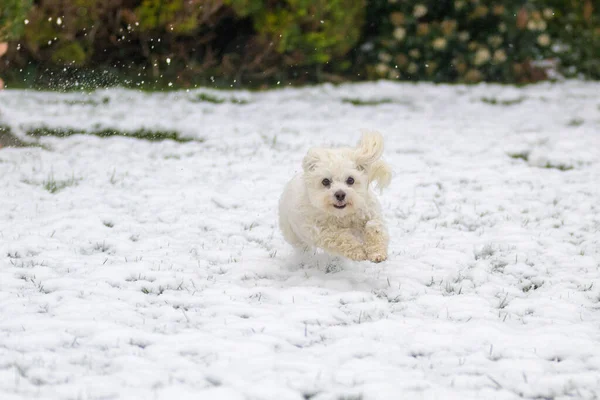 Kleiner Flauschiger Weißer Havaneser Mischlingshund Läuft Durch Den Winterschnee Garten — Stockfoto