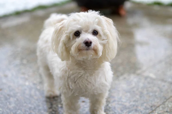 Curious Little White Havanese Mix Dog Staring Camera Outdoors Wet — Stock Photo, Image