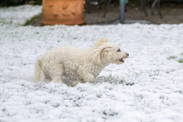 Kleiner Weißer Maltesischer Havaneser Mischlingshund Galoppiert Durch Neuschnee Einem Wintergarten — Stockfoto