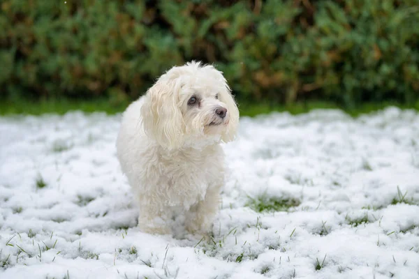 Задумчивый Маленький Белый Мальтийский Гаванский Пёс Стоящий Зимнем Снегу Смотрящий — стоковое фото