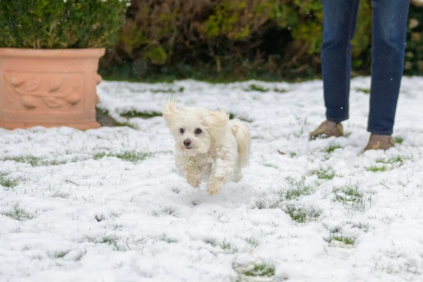 Niedlicher Weißer Maltesischer Havaneser Mischlingshund Läuft Durch Frischen Winterschnee Einem — Stockfoto