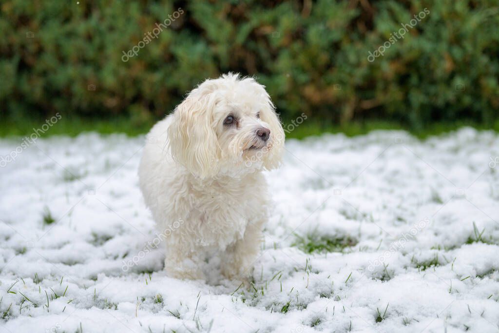 Thoughtful little white Maltese Havanese mix dog standing in winter snow looking off