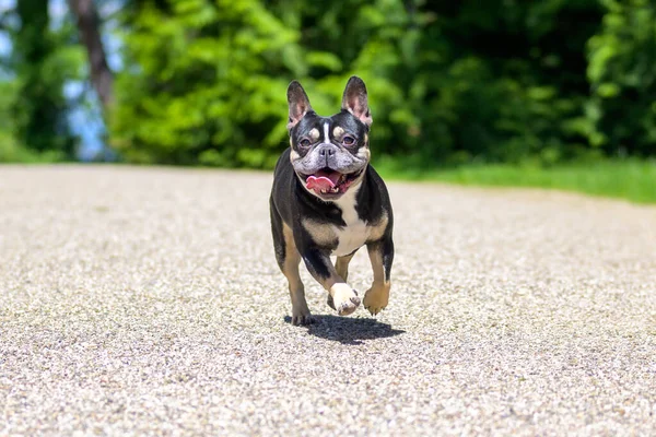 Entzückender Kleiner Boston Terrier Der Mit Ausgestreckter Zunge Und Wachem — Stockfoto