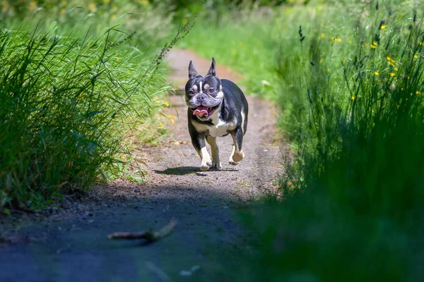 Netter Aufmerksamer Kleiner Hund Der Einem Stock Freien Hinterherläuft Und — Stockfoto