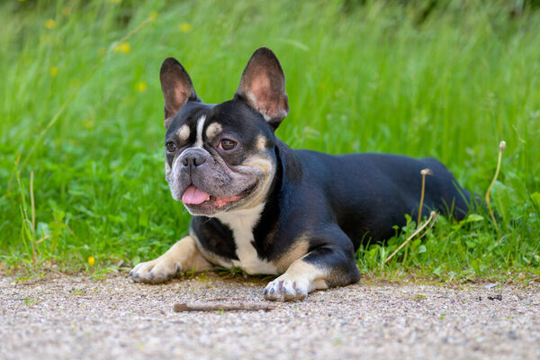 Симпатичный маленький бостонский терьер, задыхающийся своей палкой после игры в мяч или в пышный зеленый весенний сад
