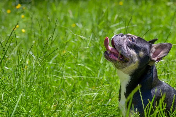 Erwartungsvoller Kleiner Hund Hechelt Mit Herausgestreckter Zunge Während Mit Flehenden — Stockfoto