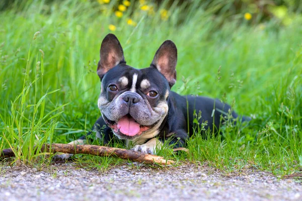 Glücklicher Kleiner Hund Der Keuchend Mit Einem Stock Liegt Den — Stockfoto