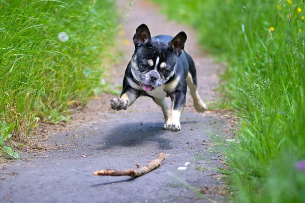 Verspielter Energiegeladener Kleiner Hund Der Frühling Draußen Mit Einem Stock — Stockfoto