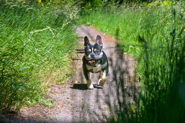 Glücklicher Kleiner Boston Terrier Der Frühling Mit Ausgestreckter Zunge Und — Stockfoto