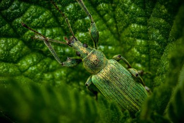 Yukarıdan, bahçedeki bir yaprağın üzerinde, kafaya, gözlere ve ağızlara odaklanmış, iyi kamufle edilmiş yeşil bir böceğin üzerine yaklaş.