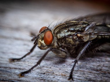 Kıllı bir sineğin, Musca domestica 'nın kafası ve kırmızı bileşik gözüne yakın durun.