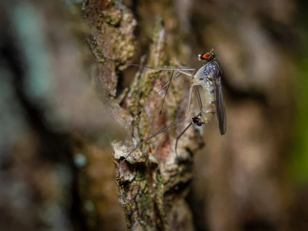 Mosquito Mosquito Resting Wooden Tree Super Macro Closeup — Stock Photo, Image