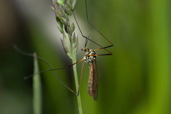 Side view of a crane fly on a leaf with wings closed over a green garden background with copyspace