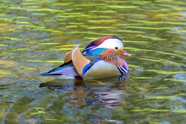 Gölette yüzen renkli erkek Mandarin ördeği, çarpıcı tüyleri olan Doğu Palearktik bir ördek