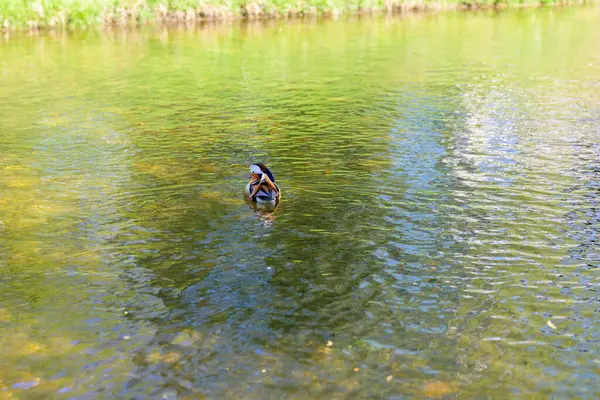 Вид Сзади Разноцветного Самца Манадарина Сидящего Утке Уплывающего — стоковое фото
