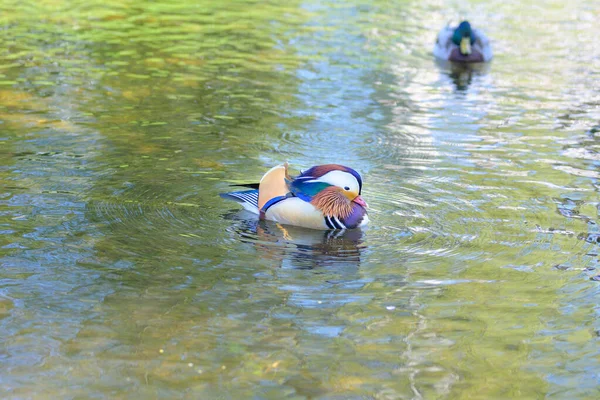 Macho Colorido Manadarin Pousando Pato Nadando Uma Lagoa Lago Com — Fotografia de Stock