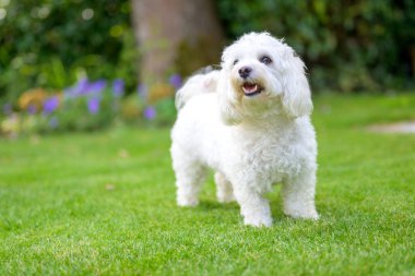 Şirin uyarı küçük beyaz Havan köpeği yeşil çimlerin üzerinde duruyor alçak açılı bahçenin dış manzarası ve kopyasal alan