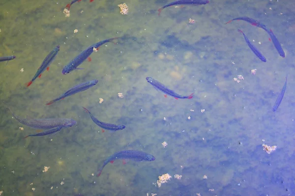 Ryby Pływające Płytkiej Wodzie Stawie Lub Rzece Oglądane Góry Słońcu — Zdjęcie stockowe