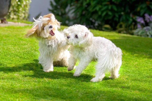 Two Little White Dogs Frolicking Grass Lush Green Garden Evening — Stock Photo, Image