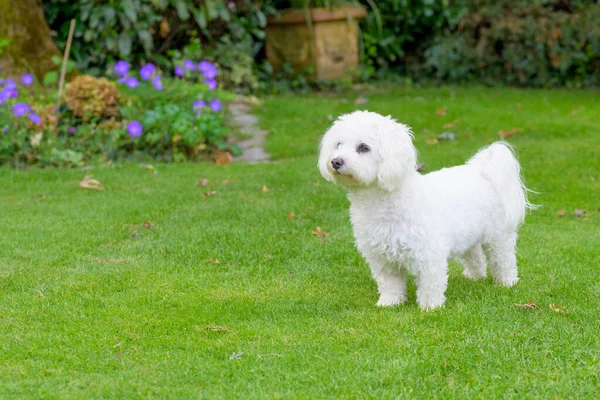 Aufmerksame Kleine Havaneser Die Einem Sommergarten Auf Dem Sattgrünen Rasen — Stockfoto