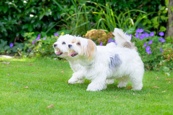 Zwei Niedliche Kleine Weiße Hunde Toben Garten Auf Dem Rasen — Stockfoto