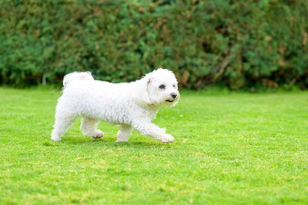 Kleiner Weißer Kubanischer Hund Genießt Das Spielen Einem Üppig Grünen — Stockfoto