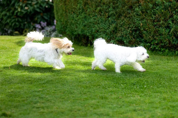 Zwei Niedliche Kleine Weiße Spielzeughunde Spielen Einem Garten Der Über — Stockfoto