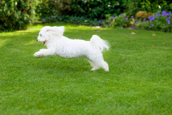 Energetischer Kleiner Weißer Kubanischer Hund Der Mit Tempo Durch Einen — Stockfoto