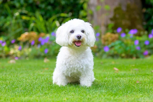 Close Cute Little Fluffy White Havanese Dog Lush Green Garden — Stock Photo, Image