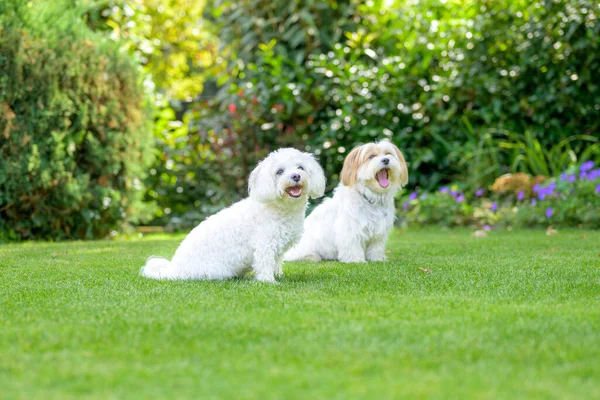 Two Adorable Little White Dogs Sitting Green Grass Outdoors Summer — Stock Photo, Image