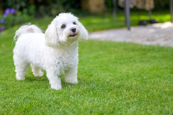 Cute Alert Little White Havanese Dog Standing Green Grass Low — Stock Photo, Image