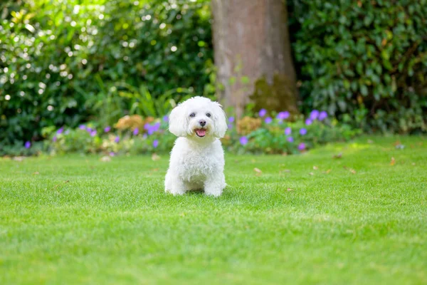 Cute Little Fluffy White Havanese Dog Lush Green Garden Sitting — Stock Photo, Image