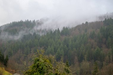 Bulutlu gökyüzü altında dağ yamacını kaplayan ve doğayı, vahşi doğayı, durgun atmosferi ve çevresel konsepti temsil eden sisli orman manzarası..