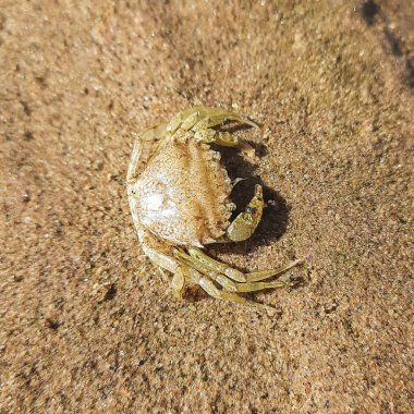 Güneşli bir kumsalda dinlenen küçük vahşi yengeç..