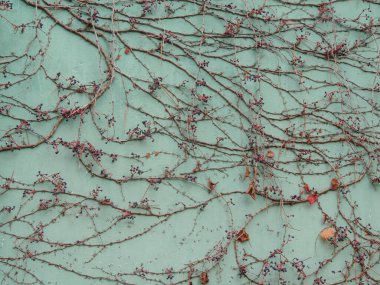 Turkuaz Duvara Sonbahar Böğürtlenleriyle Tırmanan Asma