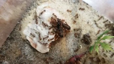 Ateş karıncaları bir böceği işliyor