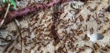 Ateş karıncaları bir kırkayağa saldırıyor.